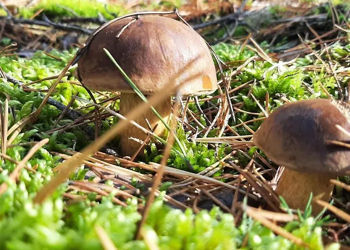 Tatil Evi Nad Samym Jeziorem